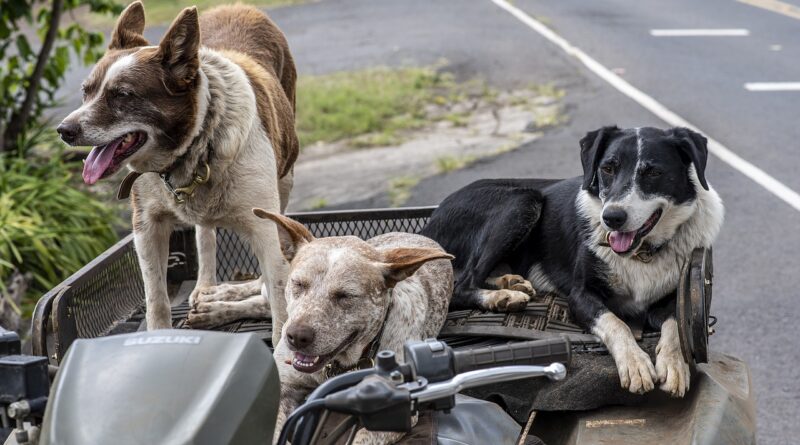 Hund und Katze: Was kostet ein Haustier?