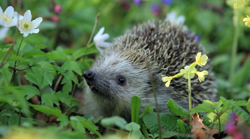 Gartenrenovierung: Dabei die Kosten im Blick haben